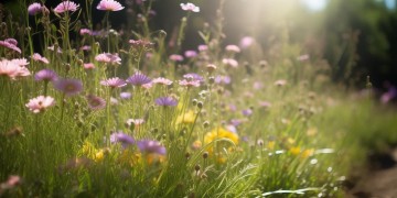 小路上的野花盛开到底是什么歌？