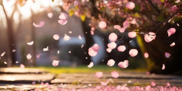 花瓣雨是童安格什么时候的歌呢？