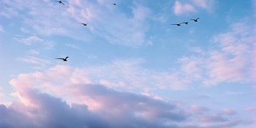 天空掠过一行鸿雁究竟是哪首歌？