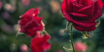 我送你一朵鲜花究竟是哪首歌？