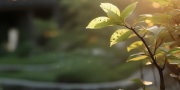 一回眸风度翩翩出自哪首歌？
