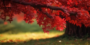 王铠甲长了红色的究竟是哪首歌？