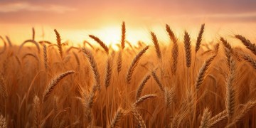 我要看丰收的照片是哪首歌？