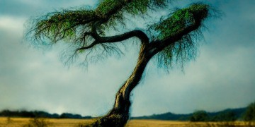 狂暴中的优雅究竟是哪首歌？