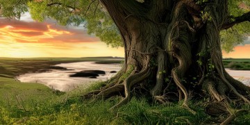 为什么男高音的歌如此受欢迎？